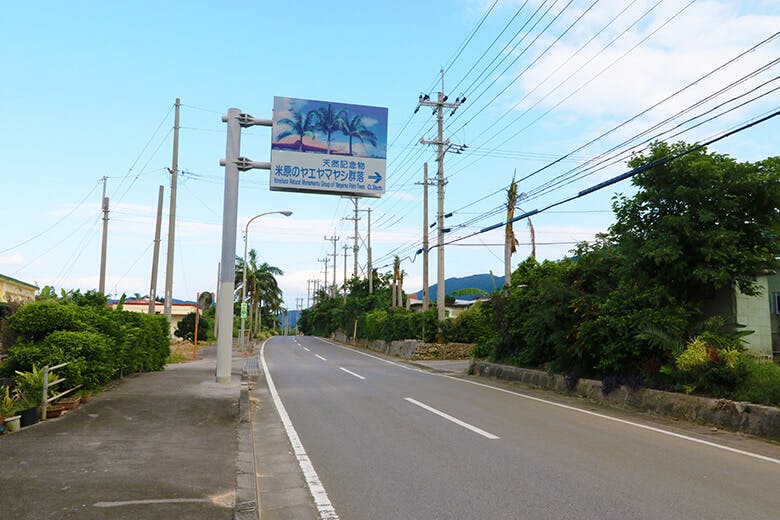米原(よねはら)のヤエヤマヤシ群落|県道79号沿いの標識