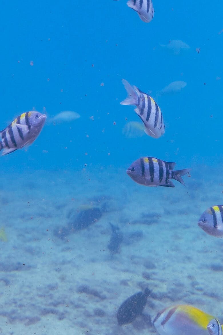 宮古島海中公園|水中を泳ぐ魚たちの姿