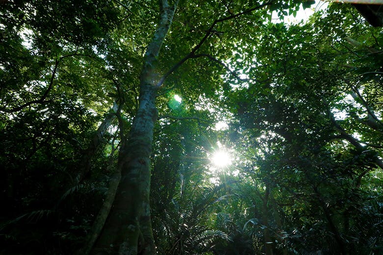 米原(よねはら)のヤエヤマヤシ群落|濃く茂った木々の緑