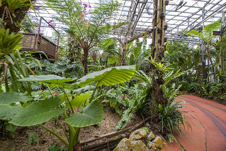 ナゴパイナップルパーク|コース内に生い茂る巨大なシダ植物
