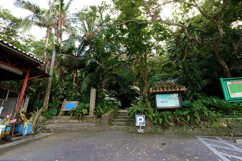 米原(よねはら)のヤエヤマヤシ群落|散策道入口