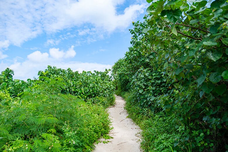 砂山ビーチ｜ビーチまでの道