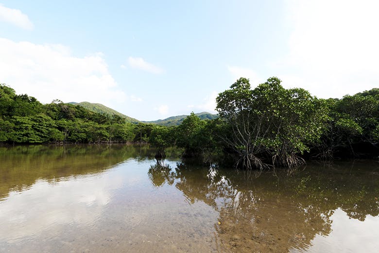 吹通川のヒルギ群落(ふきどうがわのひるぎぐんらく)|水鏡の美しい吹通川の景観