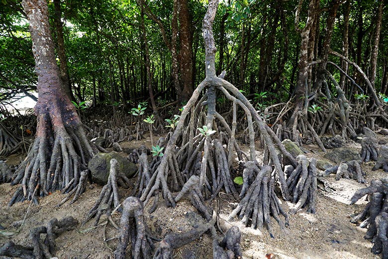 宮良川（みやらがわ）のヒルギ林｜河口方向の景色