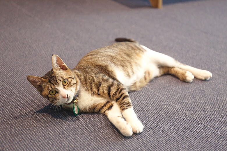 道の駅おおぎみ｜保護猫のかんちゃん