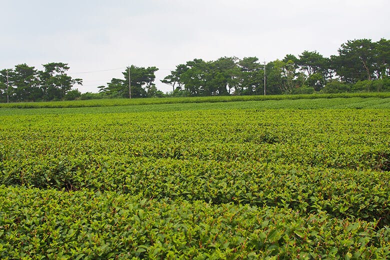 嵐山展望台|周辺にある茶畑