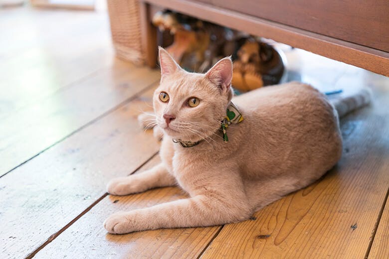 MIMURI(ミムリ)|MIMURI製の首輪をつける猫