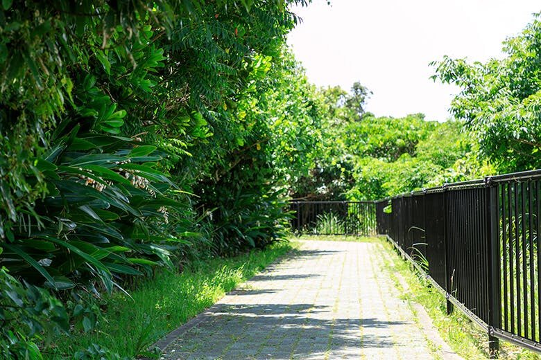 かやうちバンタ｜月桃が花が咲く、展望台へと続く遊歩道