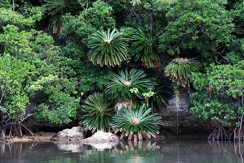 吹通川のヒルギ群落(ふきどうがわのひるぎぐんらく)|川辺に群生する植物群