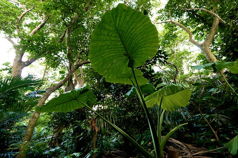 米原(よねはら)のヤエヤマヤシ群落|巨大なクワズイモの葉