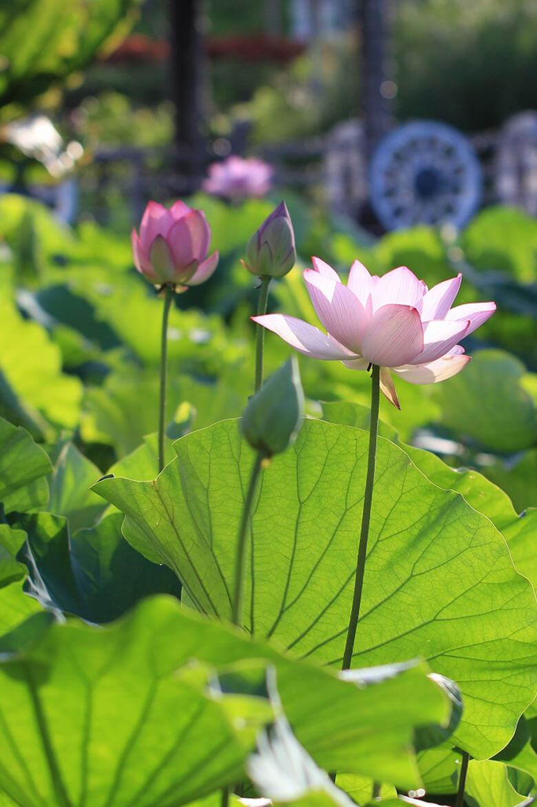 東南植物楽園｜初夏の早朝から昼間にだけ咲く蓮（ハス）