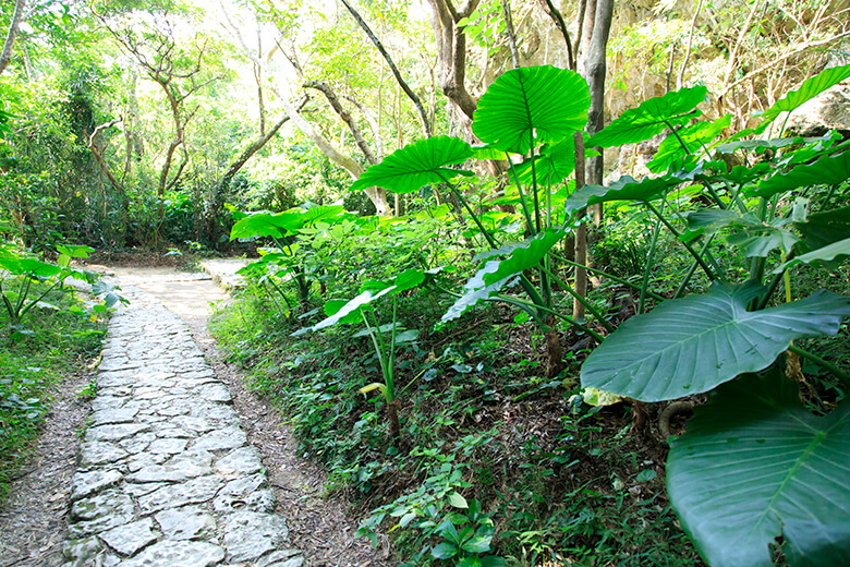 斎場御嶽|参道に生い茂る亜熱帯の植物