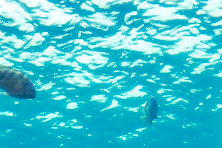 宮古島海中公園|観察窓から見上げる水面と魚