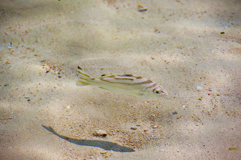 川平湾（かびらわん）｜まるで宙に浮いているように見える水中の魚