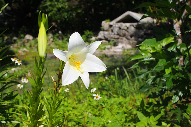 玉城城跡|敷地内に咲く真っ白なユリの花